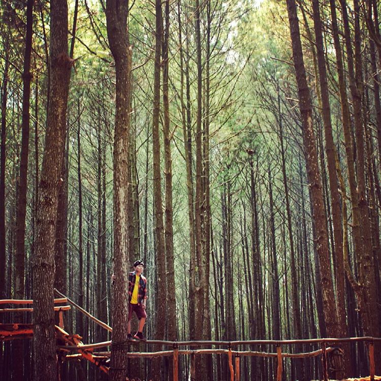 Hutan Pinus Mangunan, sumber ig kangtriatmojo